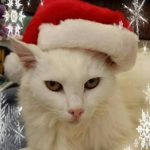 Meet your Posher, Jen